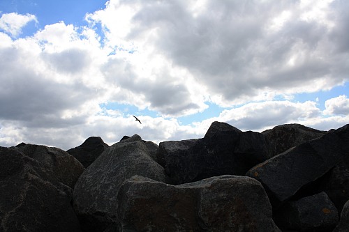 Warnemünde
<p><br />In the foreground of the picture you can see accumulated stones. In the background is the cloudy sky with a seagull in it.</p>
Küste - Kliff, Schifffahrt/Hafen, Biota - terrestrisch
Eucc